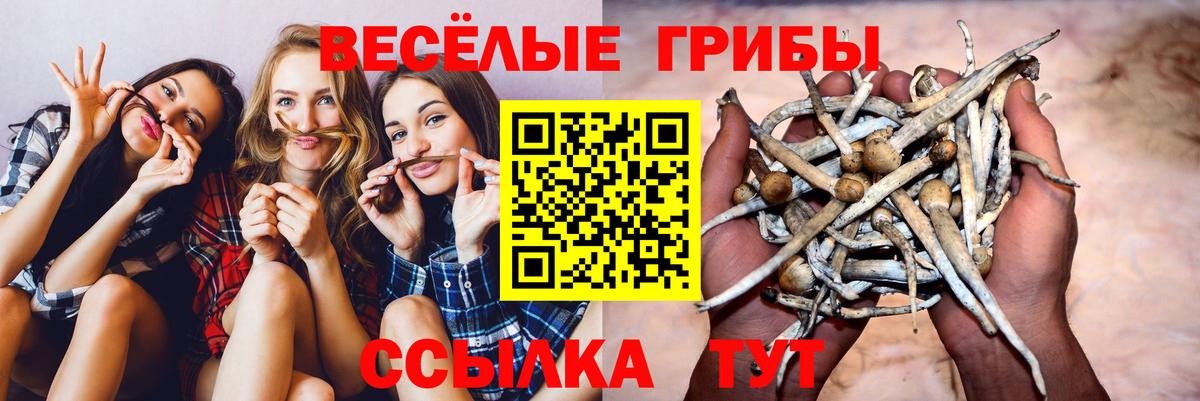 Псилоцибиновые грибы Psilocybine cubensis Истра